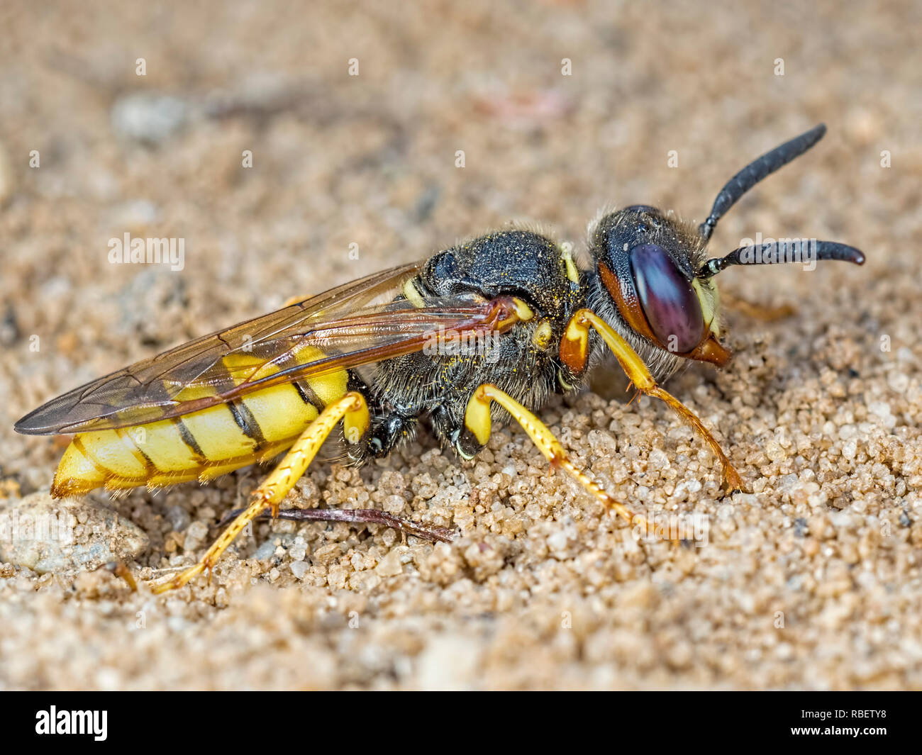 Une femme Bee-Wolf (Philanthus triangulum) membre de l'les guêpes fouisseuses (Crabronidae). La famille des Vespidés et Wasp. Banque D'Images