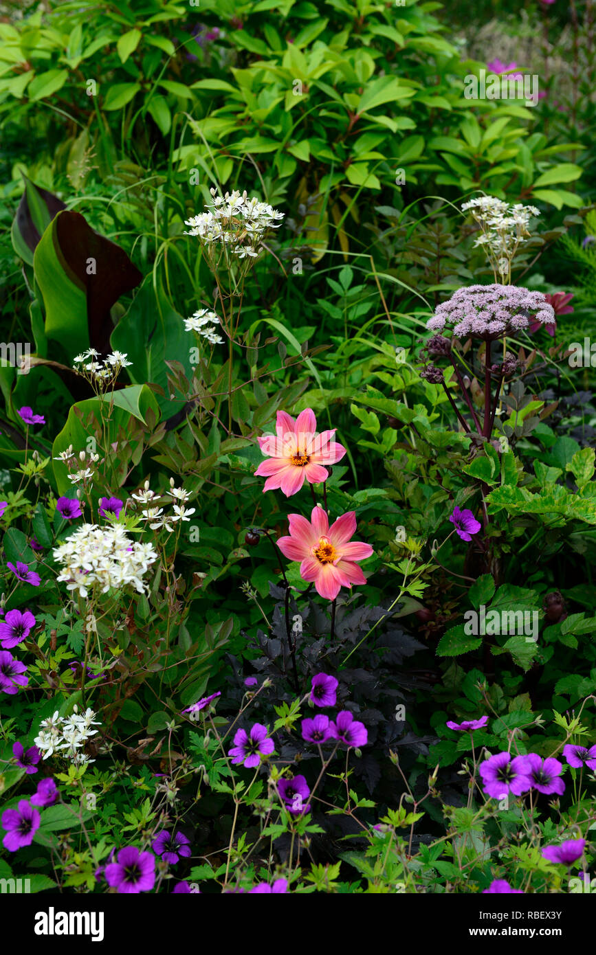 Dahlia Twyning's Revel,couleur jaune orange corail,Geranium Anne Thomson,rose,Magenta,musa,angélique,de,mixte,chambres,fleurs,fleurs,fleurs,RM, Banque D'Images