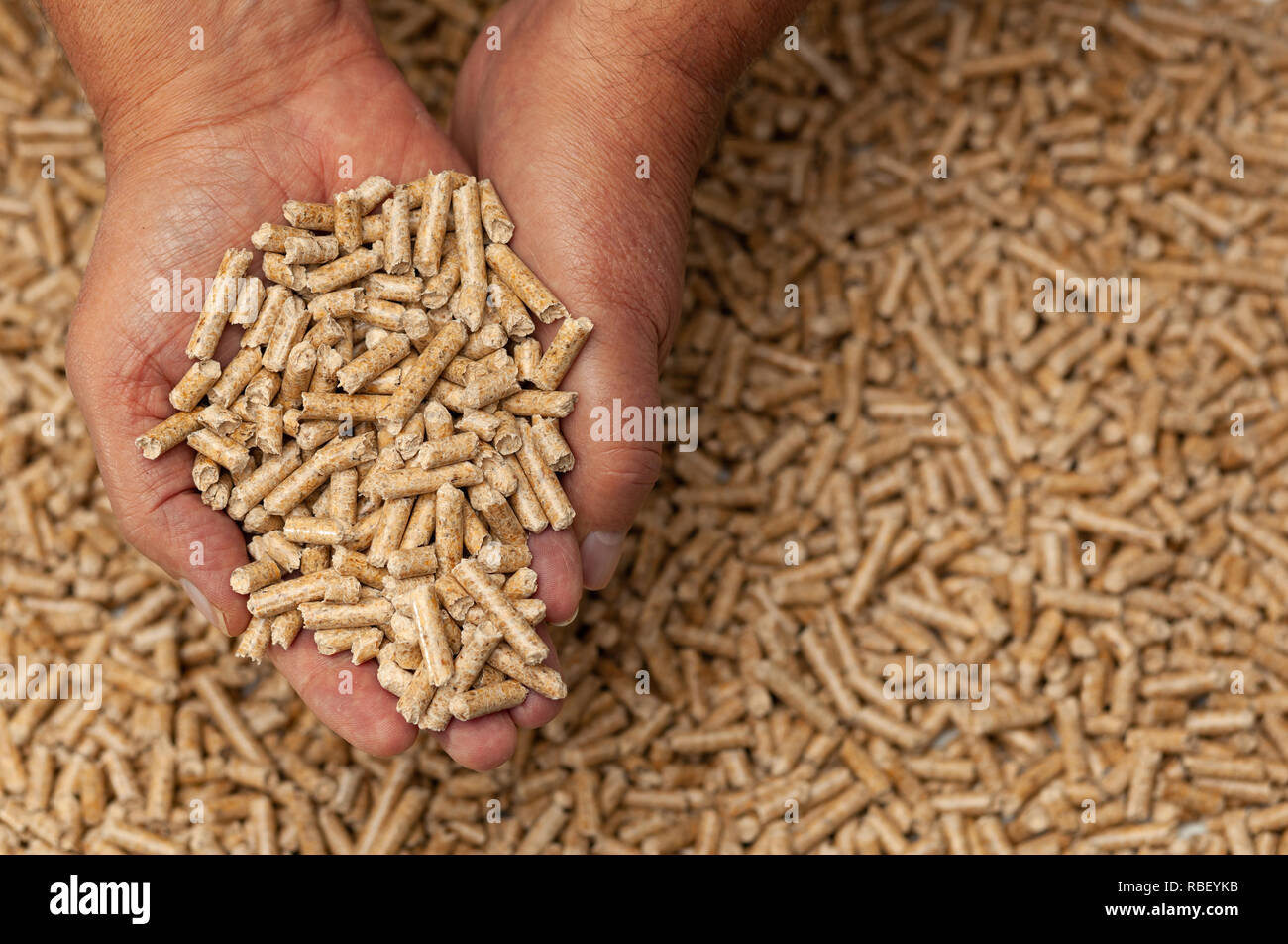 Biocarburants à partir de la sciure Alternative granulés bois dans les mains. Banque D'Images