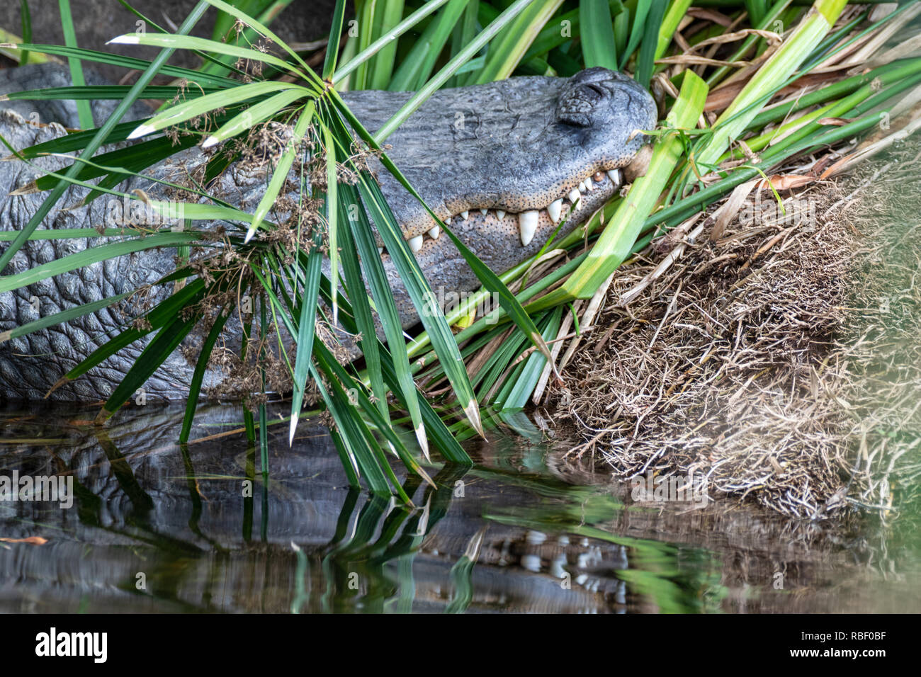 Alligator Alligator mississippiensis - spécimen en captivité. Obtenu illégalement cédé aux centre de réadaptation. Impossible d'être libérés. Banque D'Images