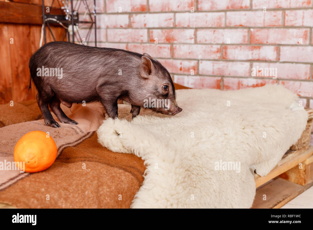 Bebe Mini Cochon Banque D Image Et Photos Alamy