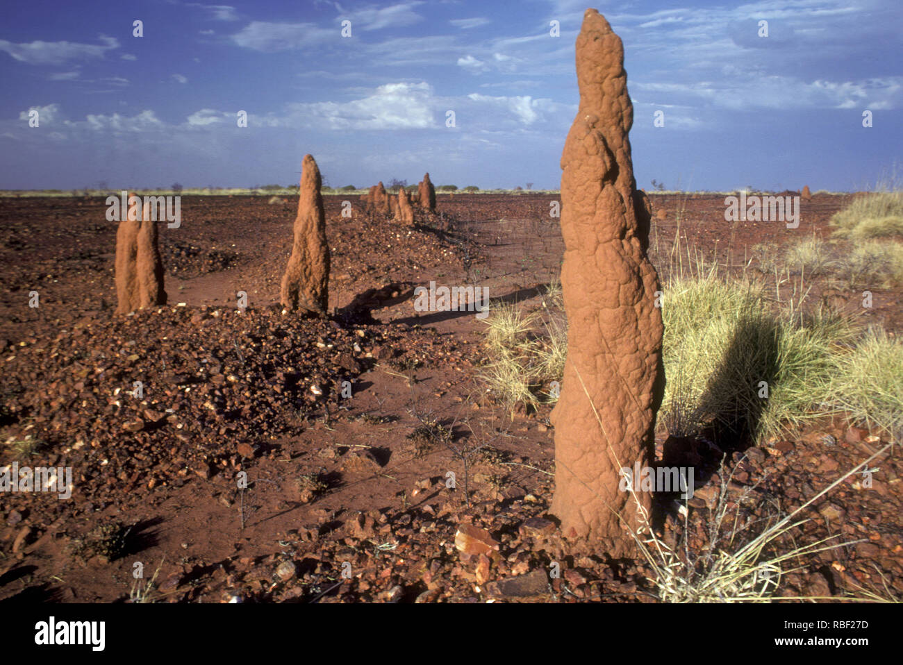 Dans les termitières DÉSERT TANAMI, TERRITOIRE DU NORD, AUSTRALIE Banque D'Images