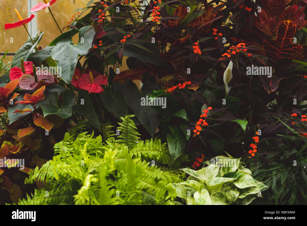 Jardin avec des fleurs succulentes, cactus, feuilles colorées, à l'intérieur d'émissions Banque D'Images