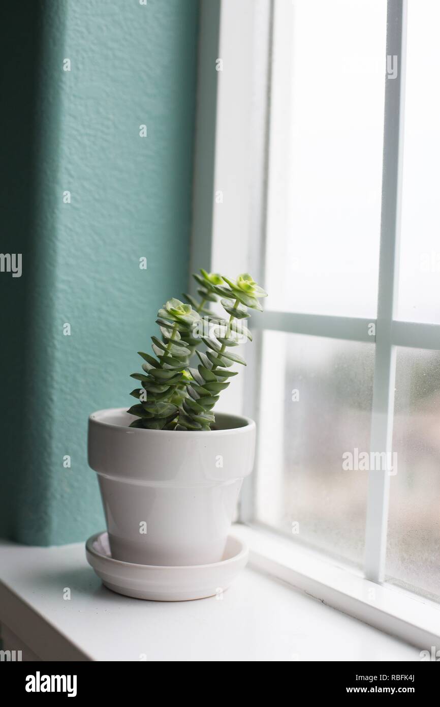 Un crassula perforata plante succulente dans sur un rebord de fenêtre. Banque D'Images