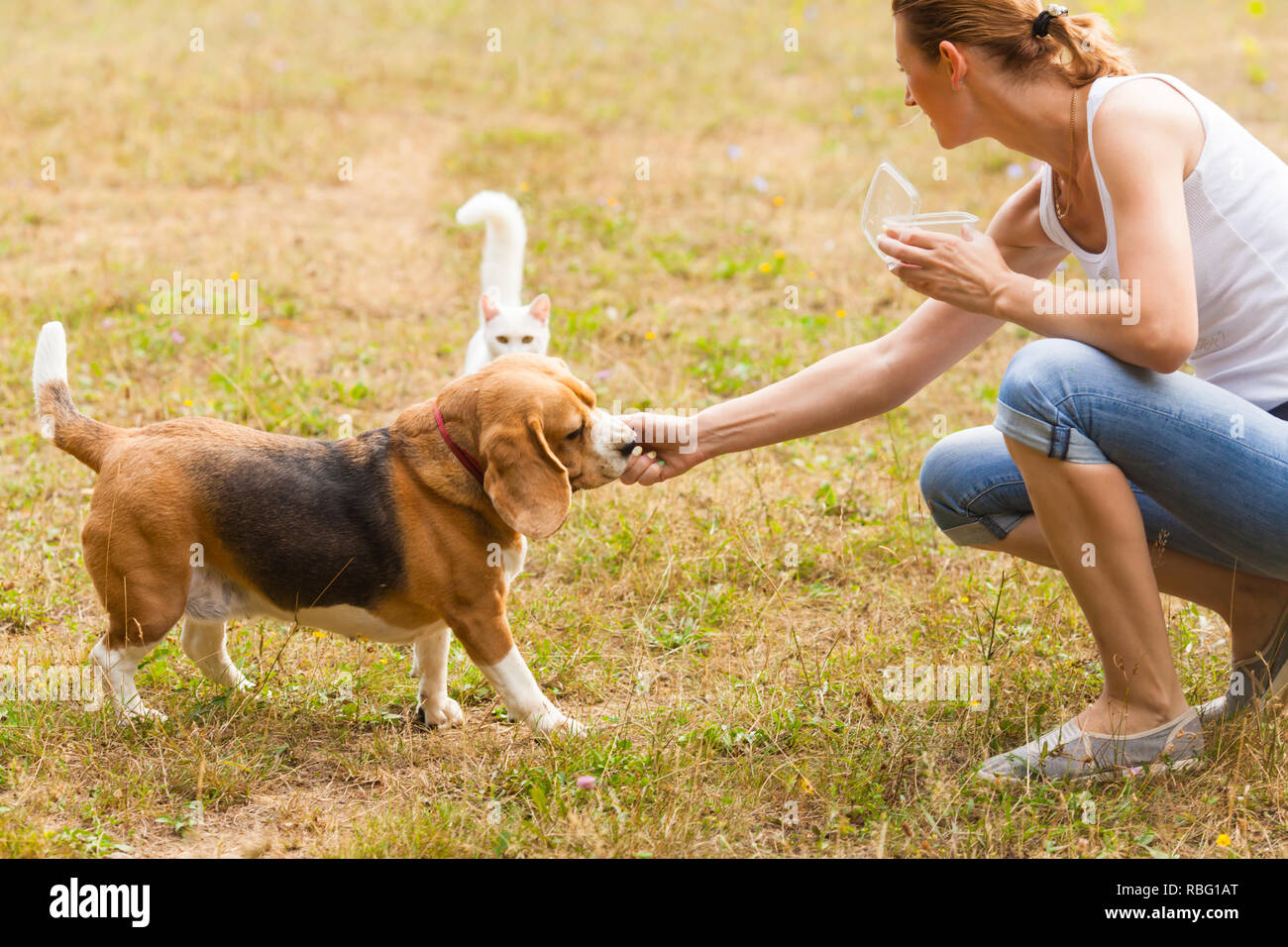 Beagle And Domestic Cat Banque D Image Et Photos Alamy Beagle And Domestic Cat Banque D Image Et Photos Alamy