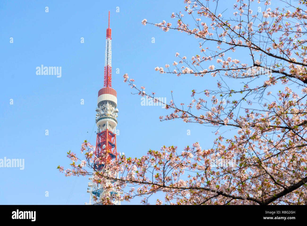 Fleur de cerisier avec la tour de Tokyo, Japon.cherry blossom est célèbre au Japon saison.beaucoup de voyageurs venus à Tokyo pour voir les cerisiers en fleur fleur. Banque D'Images