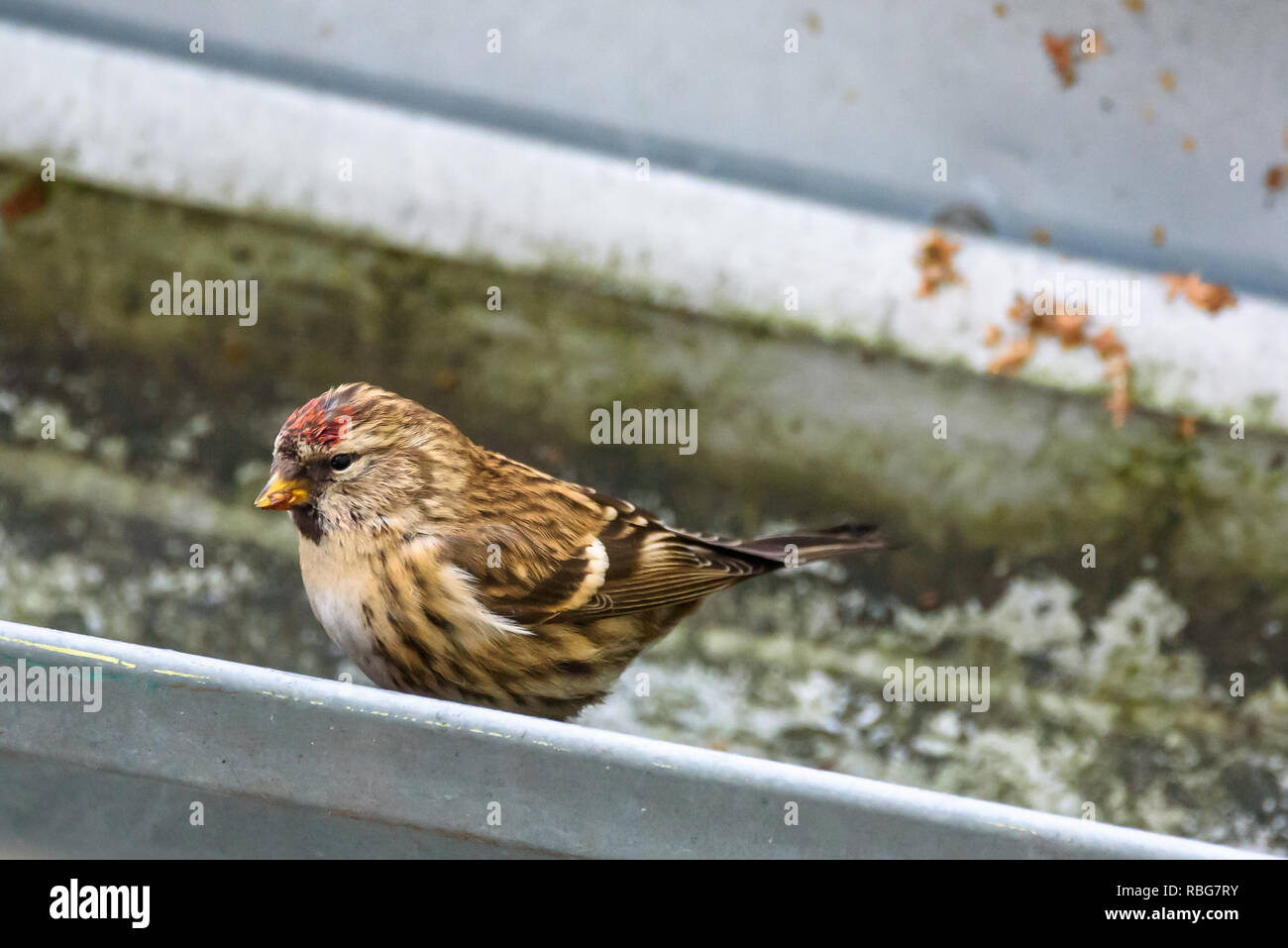 Le sizerin flammé (Acanthis flammea) oiseau de jardin, en hiver. Banque D'Images