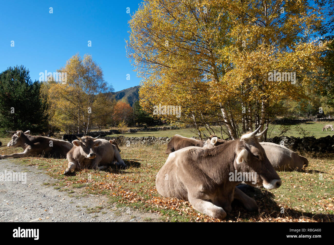 Les vaches se détendre.Vallferrera.Pyrenees.Catalogne.Espagne Banque D'Images