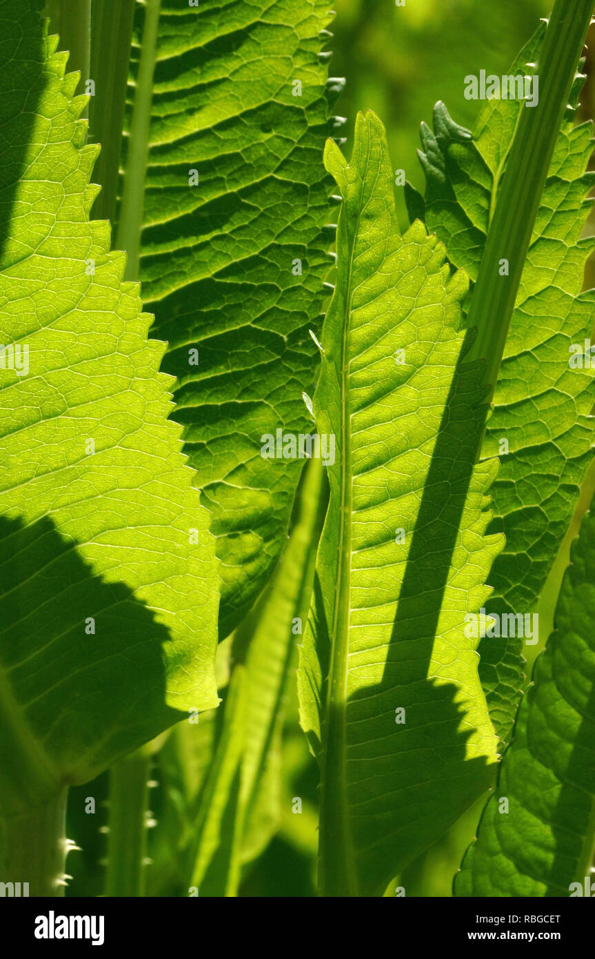 Gros plan des feuilles de Dipsacus fullonum / Dipsacus sylvestris, une espèce de plante à fleurs connue sous les noms communs de thé sauvage ou de thé de Fuller Banque D'Images