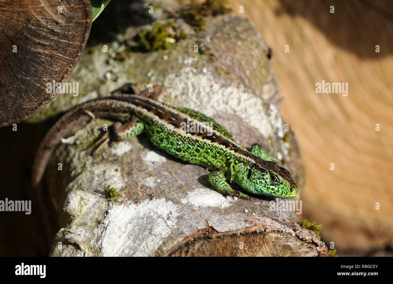 Sable, mâle lézard Lacerta agilis, strictement protégé par la loi britannique, être menacées d'extinction Banque D'Images