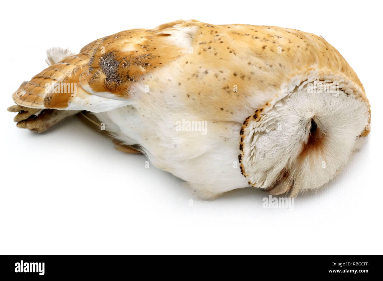 Dead Barn Owl, est mort par accident avec une voiture Banque D'Images