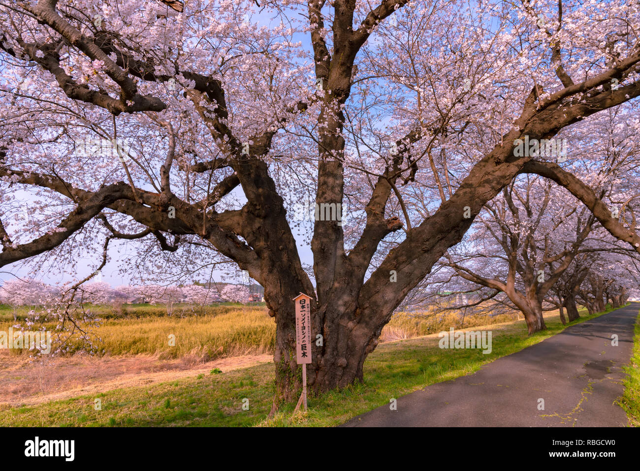 Le plus grand arbre de cerise Yoshino au Japon à Shiroishi les berges des rivières dans le parc du château de Funaoka, Miyagi, au Japon. Banque D'Images