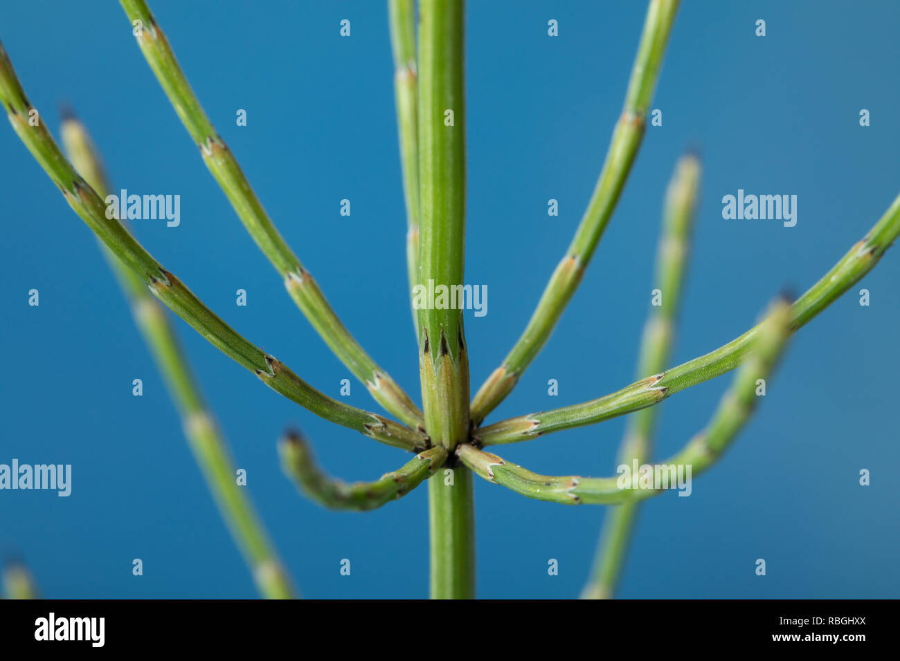 Sumpf-Schachtelhalm Sumpfschachtelhalm Schachtelhalm,,,, Duwok Stängelscheiden Haupttriebes des sind länger als das erste Glied des Seitentriebes, Equ Banque D'Images