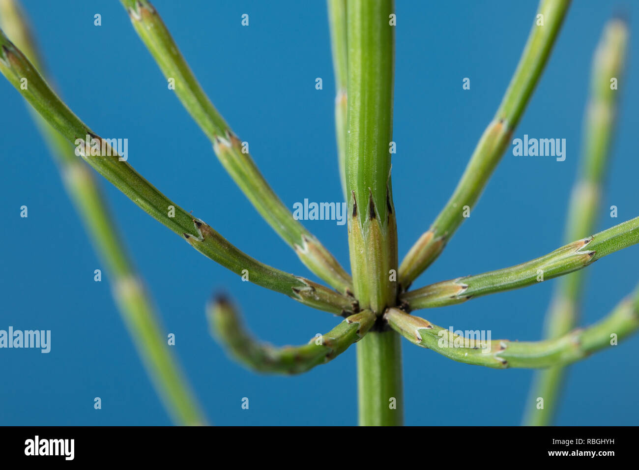 Sumpf-Schachtelhalm Sumpfschachtelhalm Schachtelhalm,,,, Duwok Stängelscheiden Haupttriebes des sind länger als das erste Glied des Seitentriebes, Equ Banque D'Images