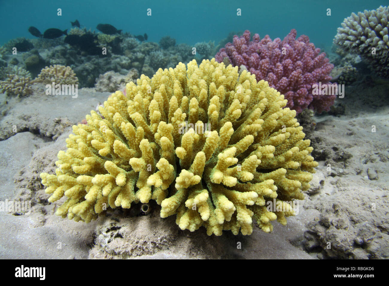 Acropora digitifera Banque D'Images Acropora digitifera Banque D'Images