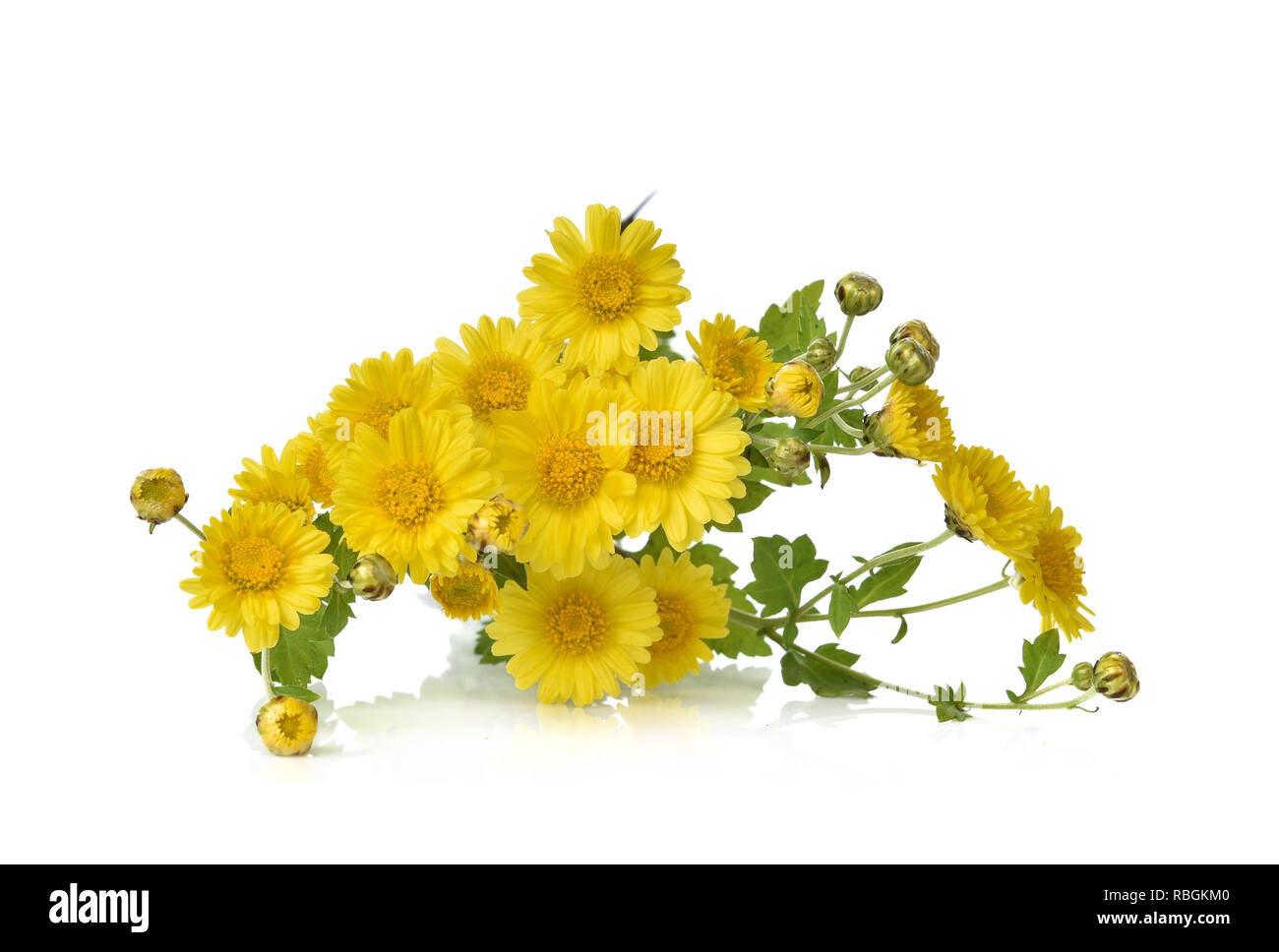 Chrysanthème isolé sur fond blanc Banque D'Images