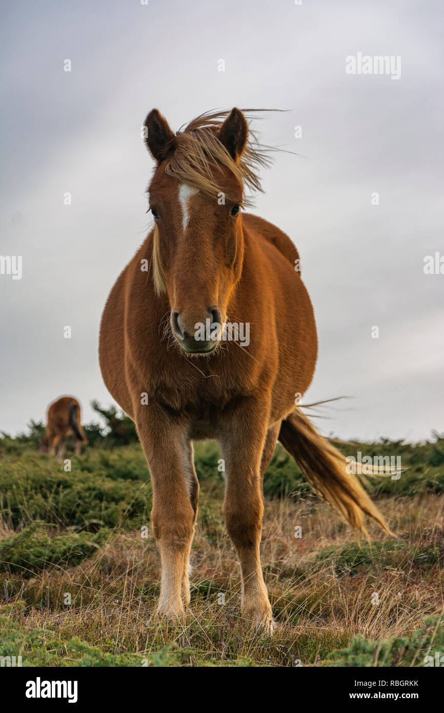 Les chevaux de montagne sauvages en Bulgarie Banque D'Images
