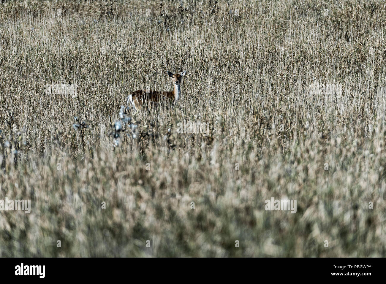 Jeune cerf se nourrissant dans les pâturages clos d'une ferme commerciale, LedgEnd deer Farm, Middlebury, Vermont, USA. Banque D'Images