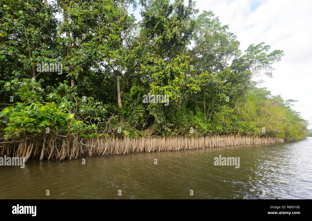 Les racines de mangrove exposés le long de la rivière Daintree, parc national de Daintree, Wet Tropics, Far North Queensland, Queensland, Australie, FNQ Banque D'Images