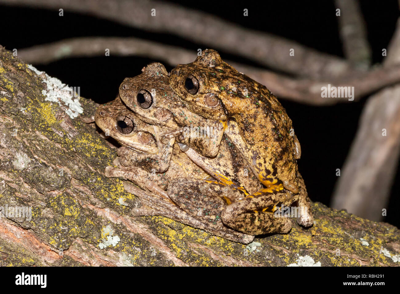 Peron's Tree Frog Banque D'Images
