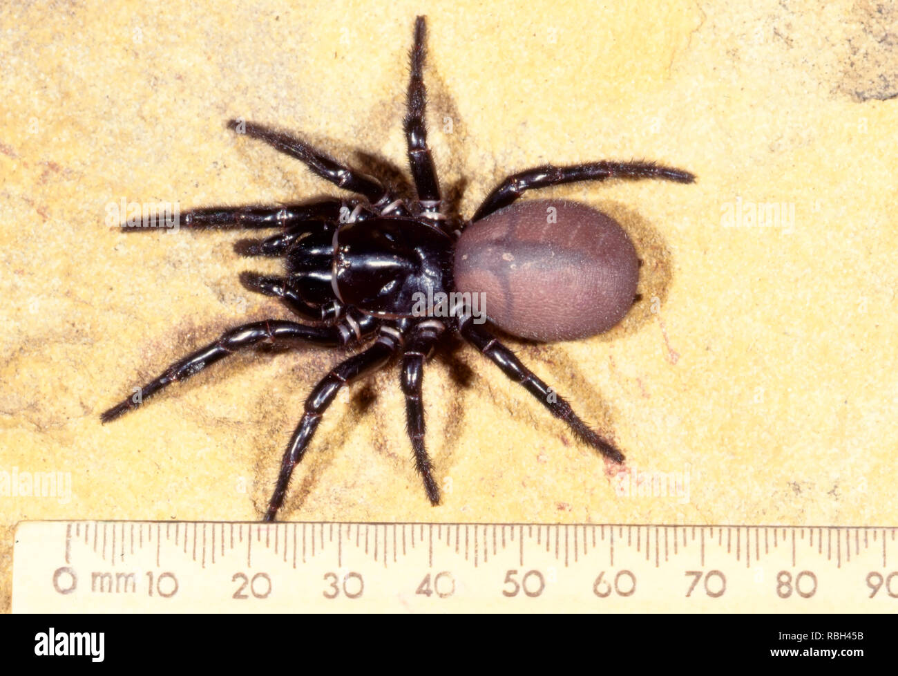 Les montagnes bleues en forme d'entonnoir, Spider web Hadronyche versuta grande femelle araignée très dangereuse à partir de la zone du bassin de Sydney Banque D'Images