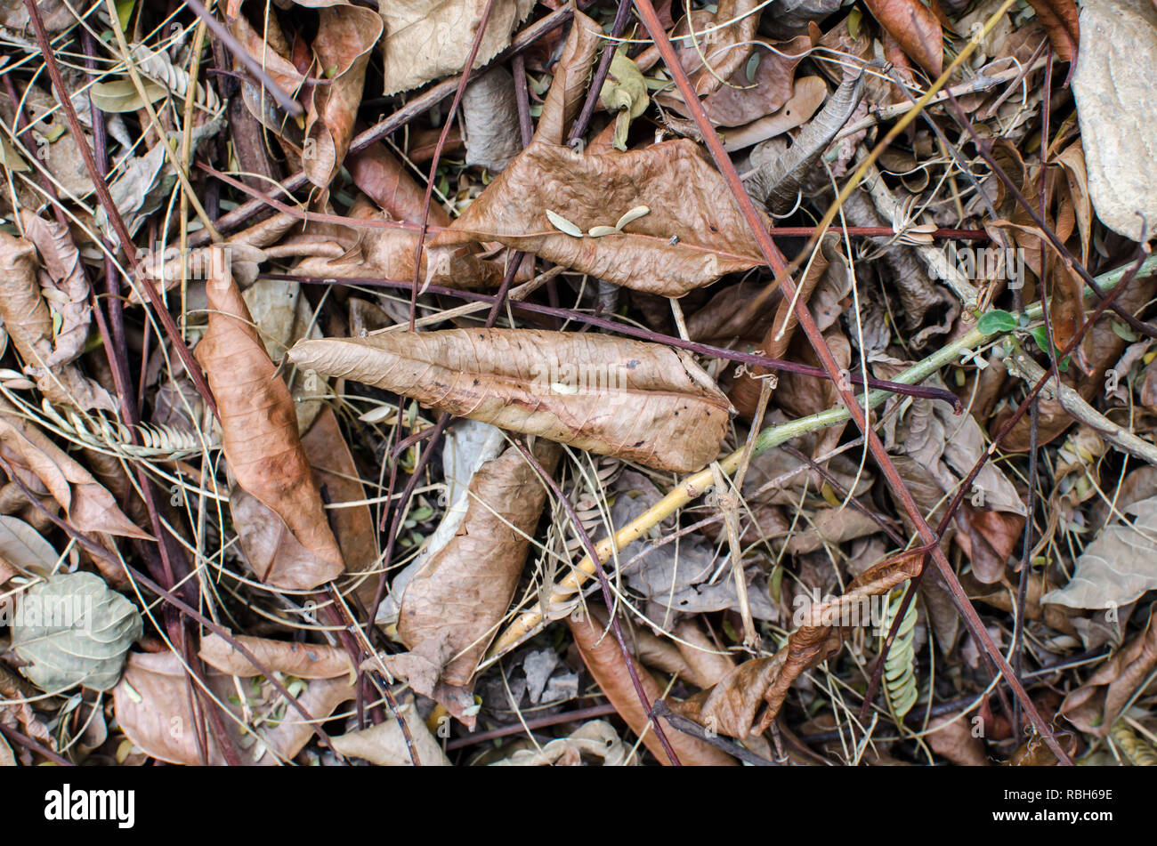 Détail de la forêt tropicale sèche marbre au début de la saison sèche au Panama Banque D'Images