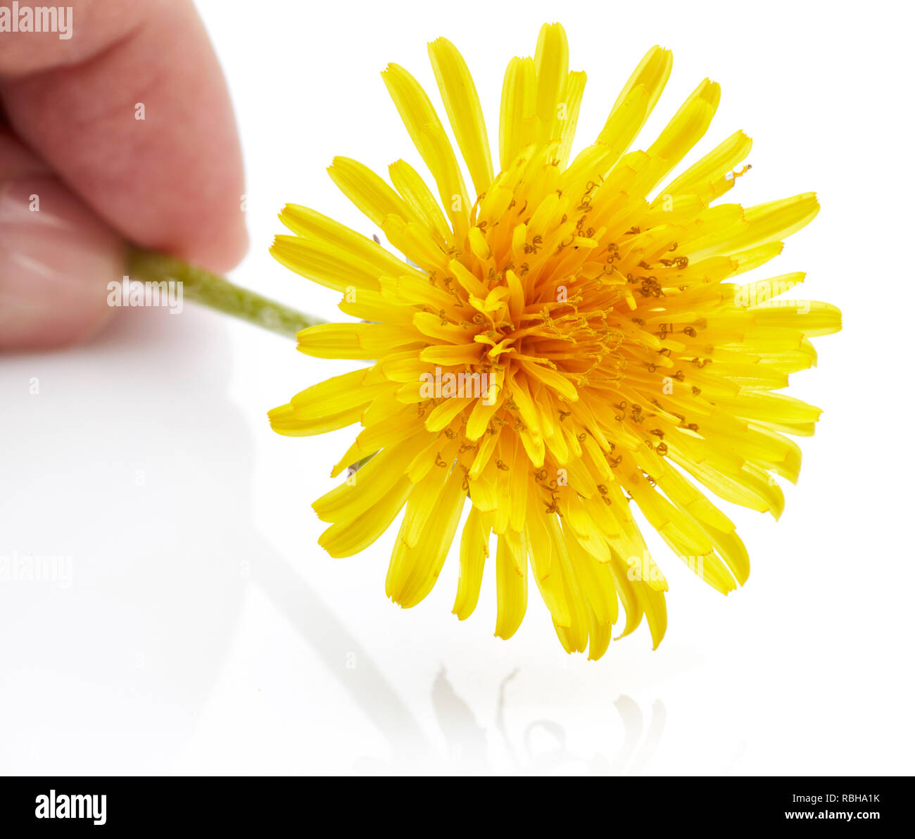 Pissenlit fleur isolé sur fond blanc Banque D'Images