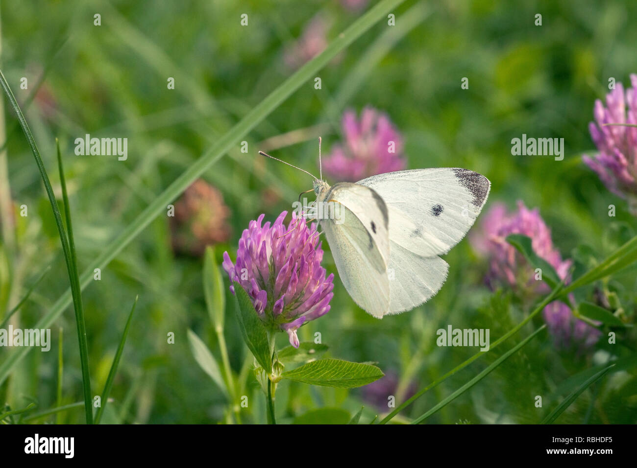 Petit Chou Blanc Papillon Sur Fleur De Trèfle Rose Au Jardin
