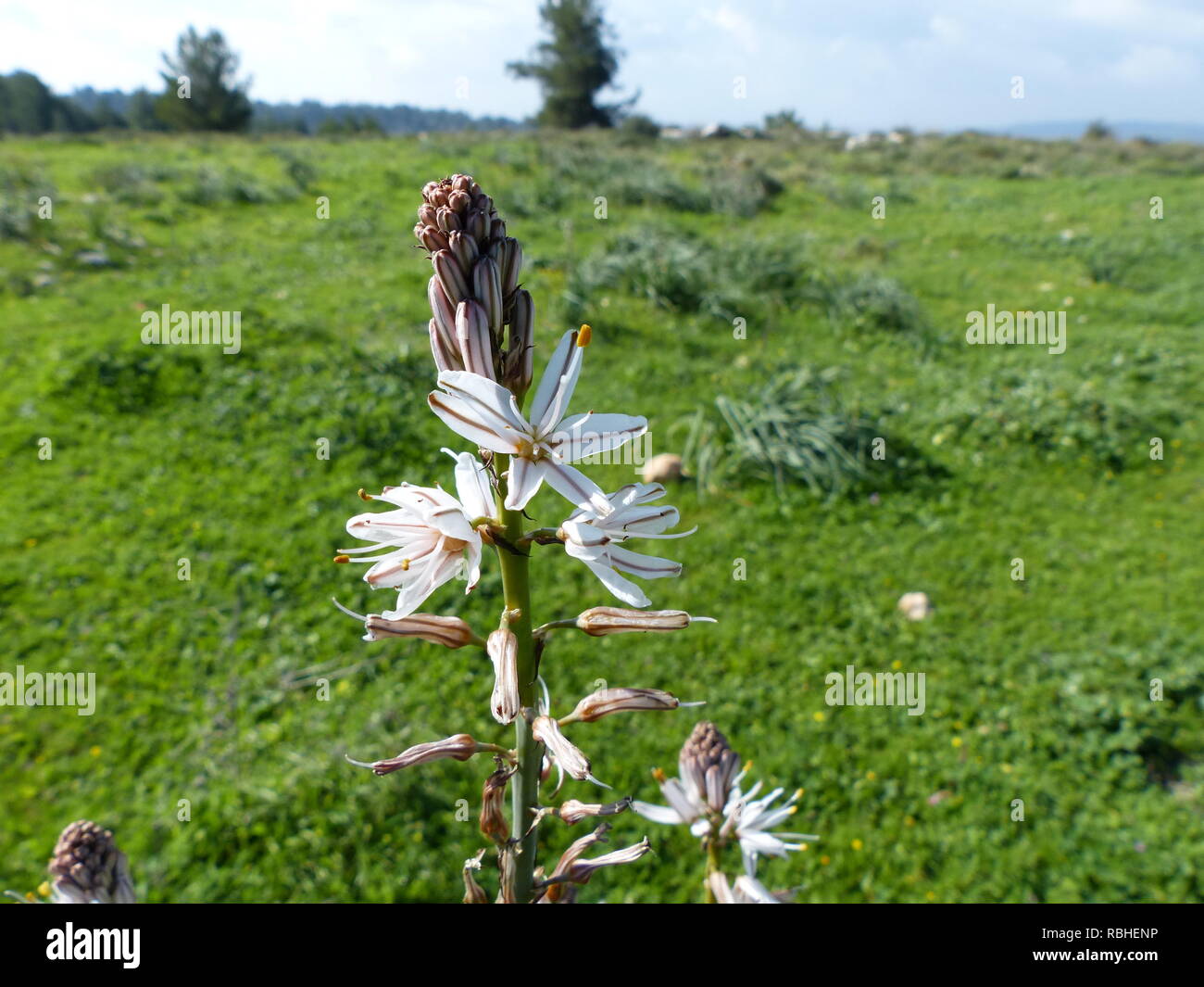 Asphodelus ramosus, également connu sous le nom de branches asphodel, est une herbacée vivace dans l'ordre. Brassicoideae Photographié en Israël en Janvier Banque D'Images