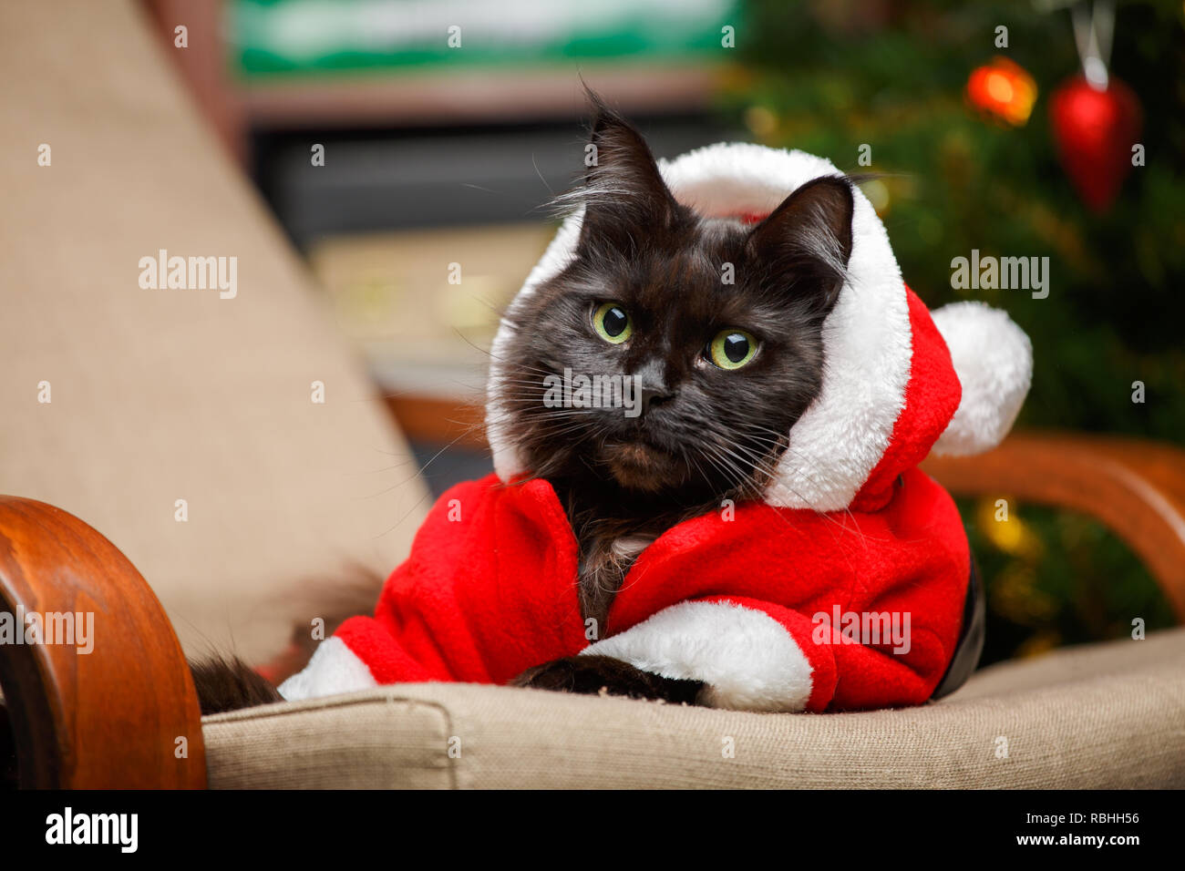 Photo De Fete De Chat Noir En Costume De Pere Noel Photo Stock Alamy