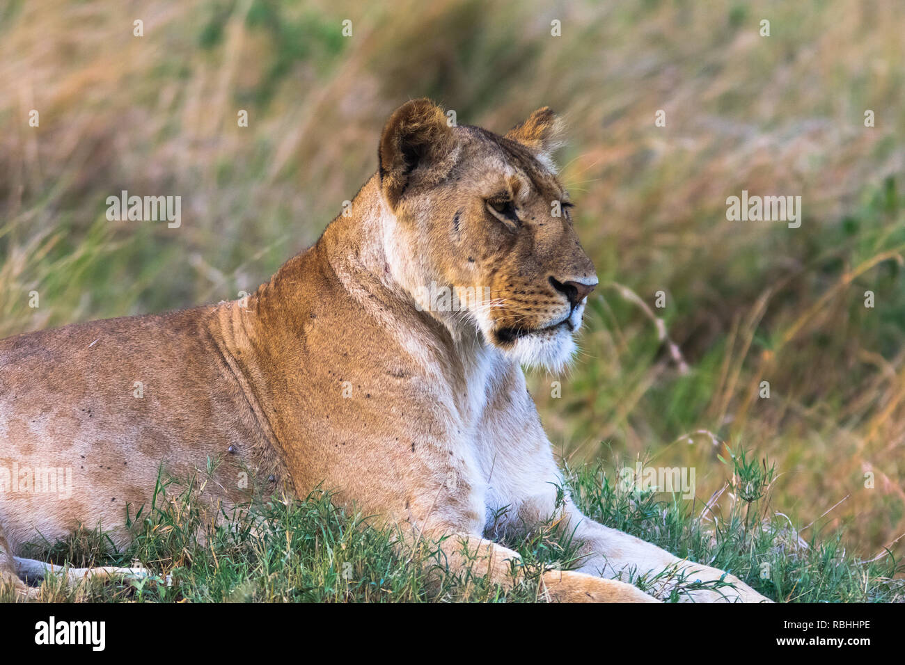 Portrait d'une lionne au repos sur l'herbe. Le Kenya, l'Afrique Banque D'Images