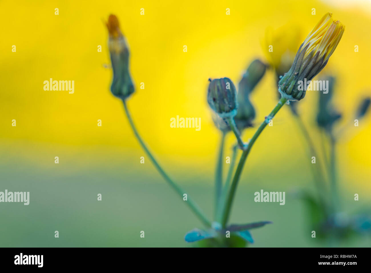 Pissenlit. Fleurs, selective focus sur la floraison jaune pissenlit. Banque D'Images
