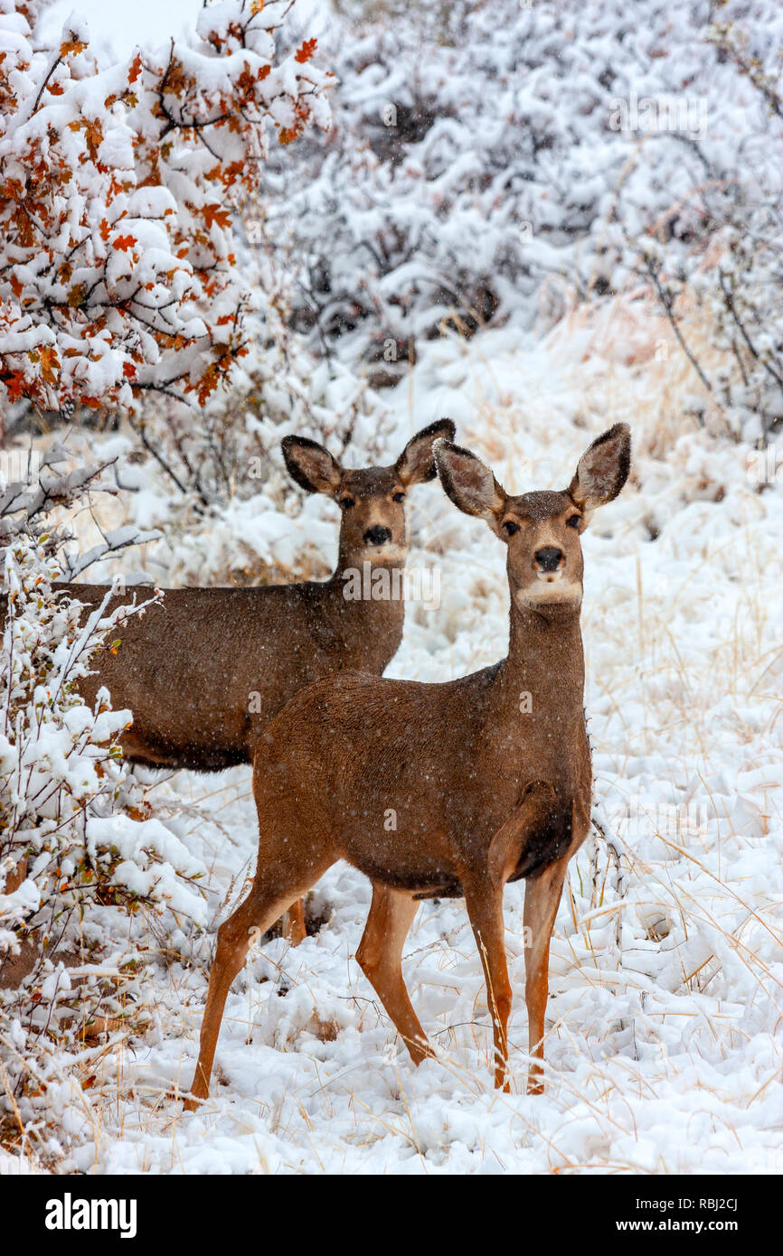 Biche cerf mulet brave une tempête d'hiver froid Colorado Banque D'Images