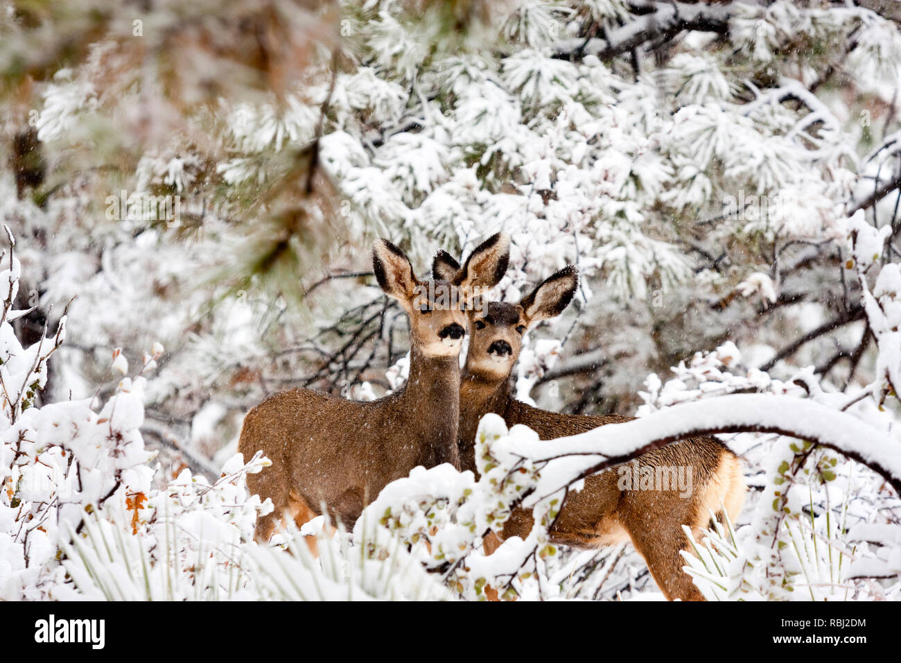 Deux cerfs mulets doe brave une tempête d'hiver froid Colorado Banque D'Images