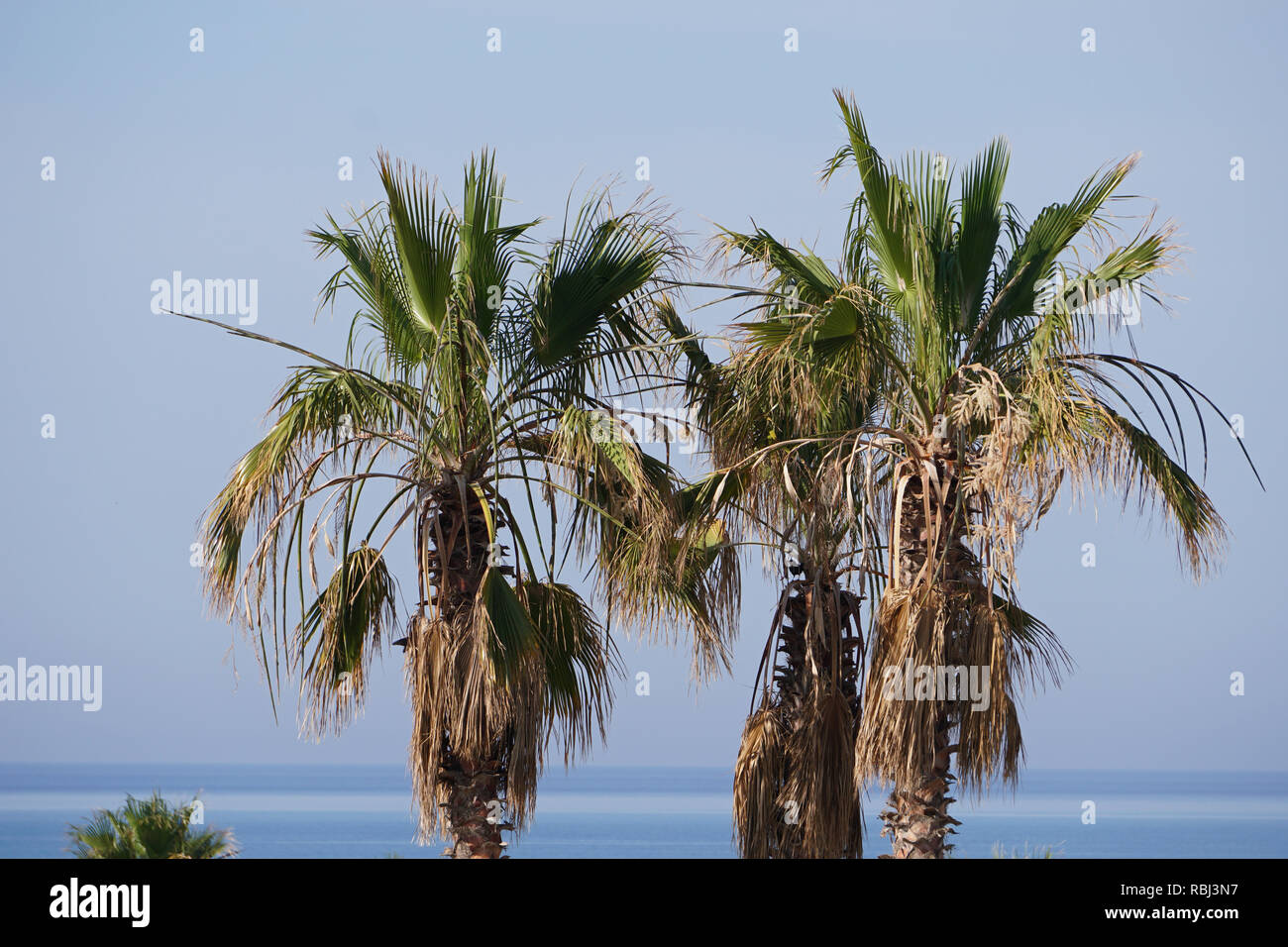 Vue sur les palmiers à l'océan Banque D'Images