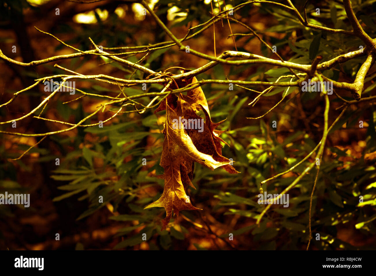 Les branches et les feuilles Banque D'Images