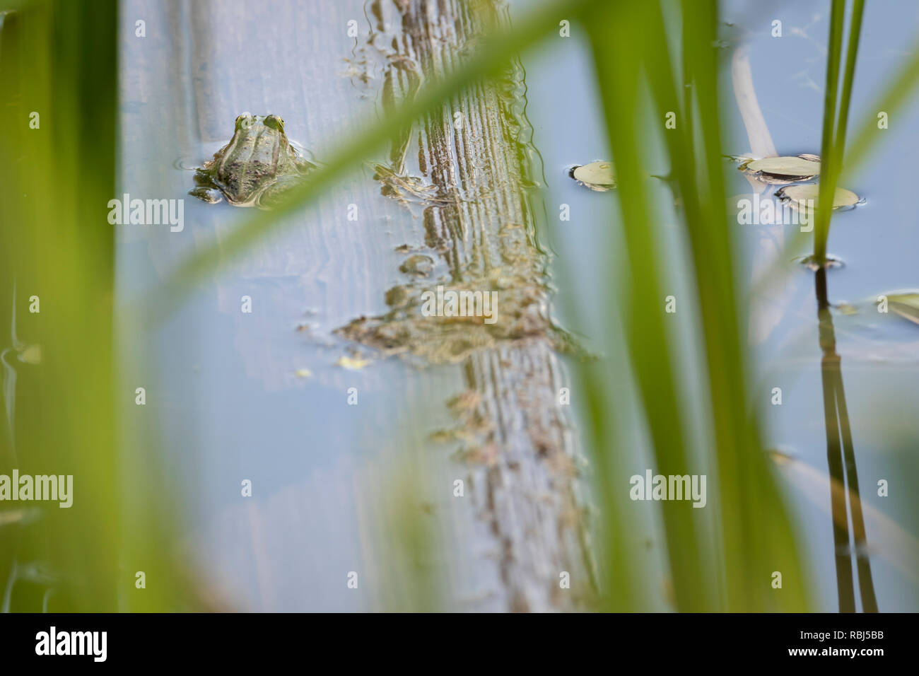 Grenouille des marais (Pelophylax ridibundus) dans l'habitat de l'étang. La Lettonie. Banque D'Images