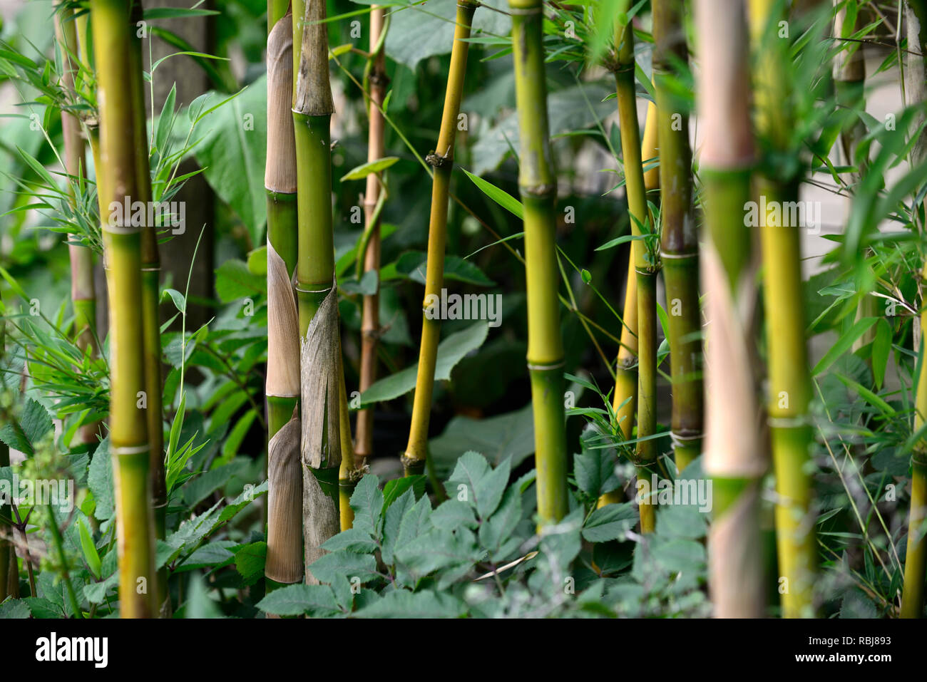 Chusquea montana,bambou,vert olive,cannes,anthracite anthracite,canne,bambou,clumper,bouquet floral,RM formant Banque D'Images