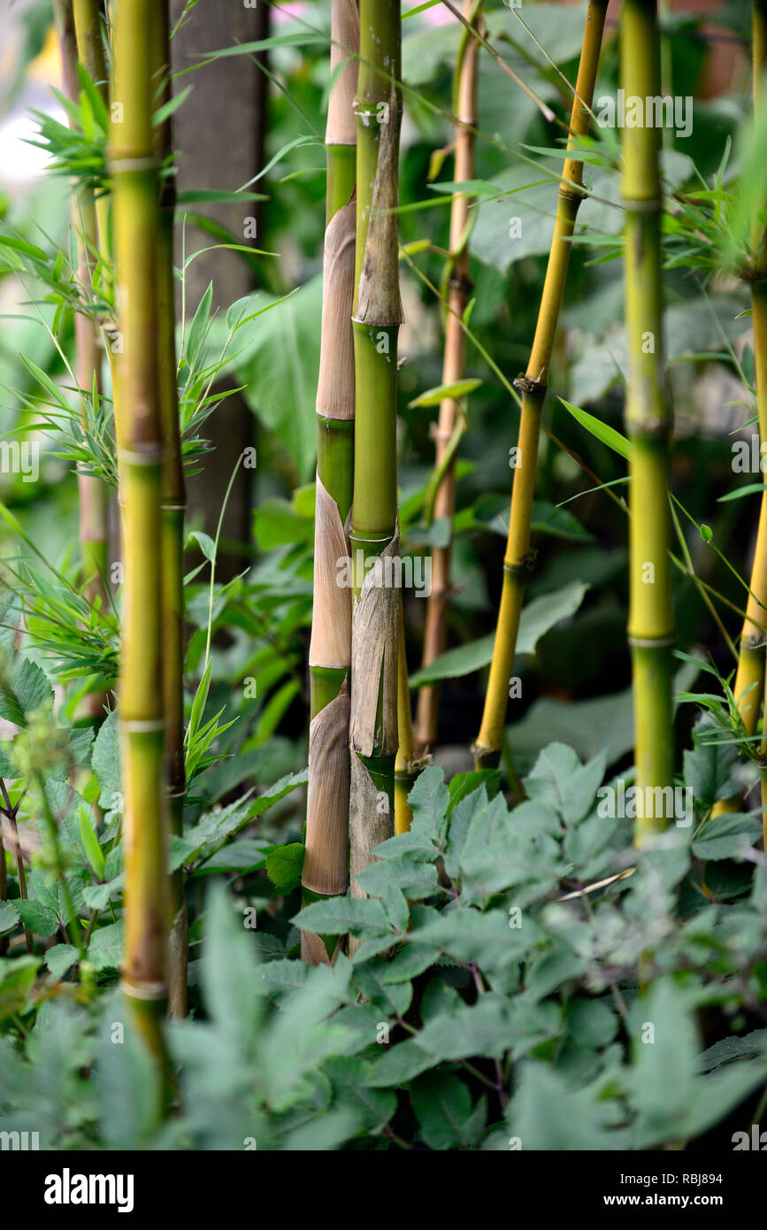 Chusquea montana,bambou,vert olive,cannes,anthracite anthracite,canne,bambou,clumper,bouquet floral,RM formant Banque D'Images