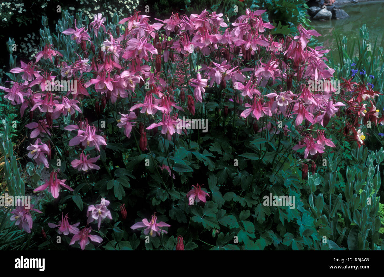 AQUILEGIA X FLEURS HYBRIDES (ANCOLIES OU GRANNY'S BONNETS) TROUVÉS DANS LES PRAIRIES et les zones boisées. Banque D'Images