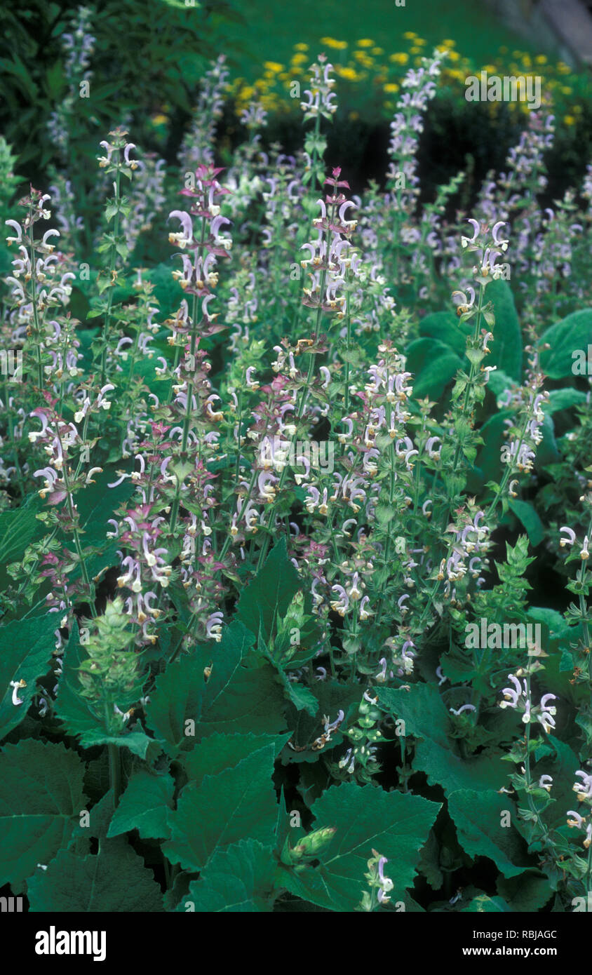 Les CLARY ou la sauge sclarée (Salvia sclarea) est une plante herbacée du genre SALVIA Banque D'Images