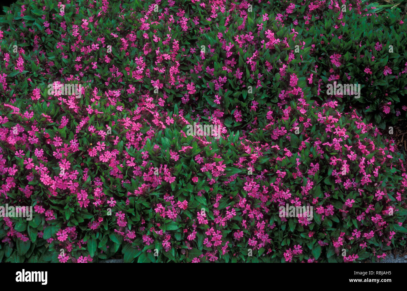 PARTERRE DE FLEURS DANS UN JARDIN DE CHALET DE SILENE RUBERRINA COMMUNÉMENT CONNU SOUS LE NOM DE CATCHFLY OU CAMPION. Banque D'Images