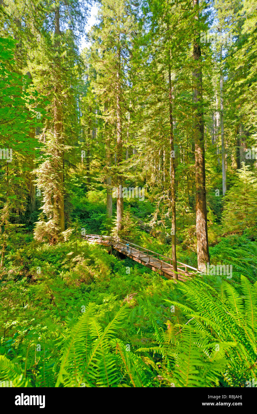 Randonneur sur un sentier forestier dans le Parc National de Redwoods Banque D'Images