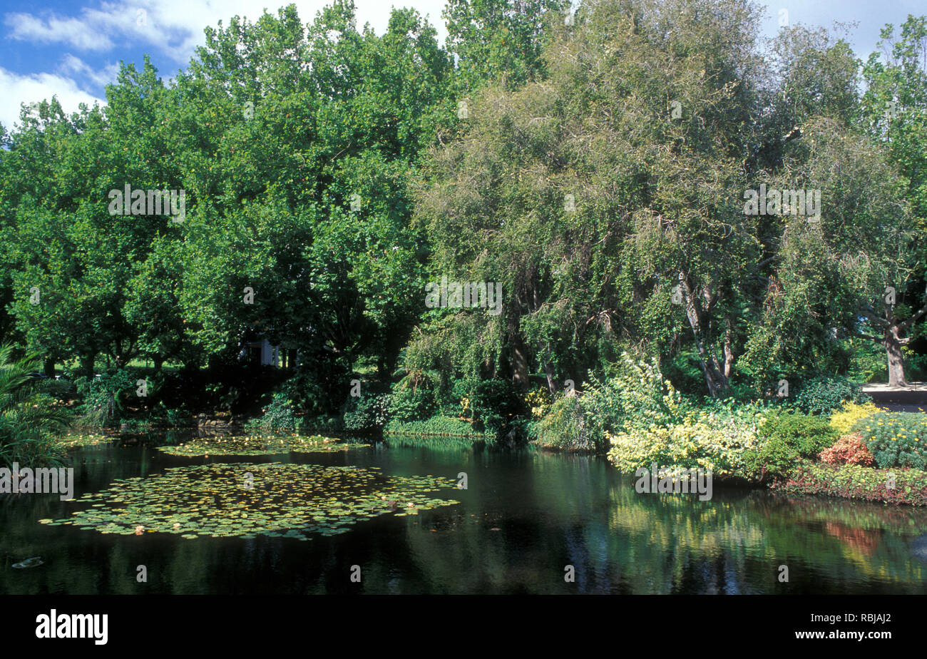 Lac avec des nénuphars (NYMPHAEA) RETOUR À GAUCHE : Platanus x acerifolia 'avion à destination de Londres et à droite : SALIX Banque D'Images