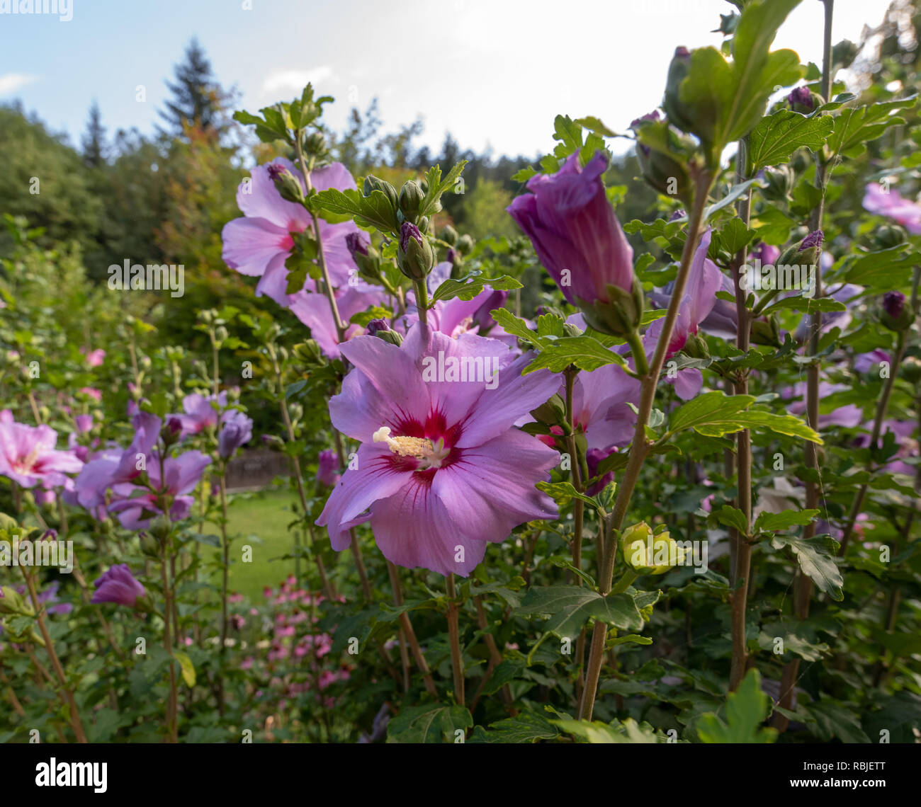 L'extérieur lumineux floral naturel close up image d'une seule fleur hibiscus pourpre rose avec un jardin à l'arrière-plan, vue Banque D'Images