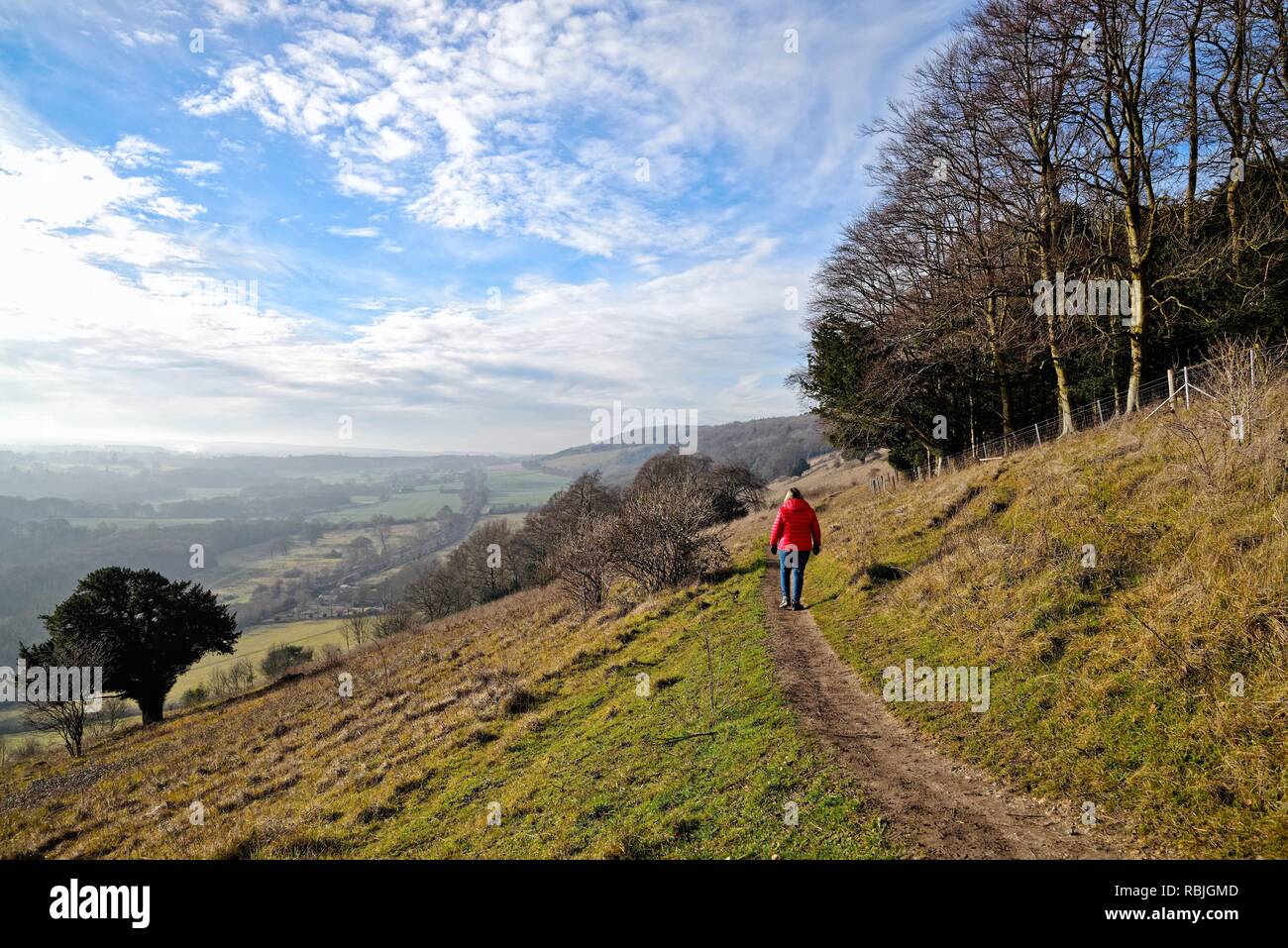 Une marchette au pelage rouge qui s'étend sur Ranmore Common Surrey Hills Dorking lors d'une journée hivernale ensoleillée, Surrey, Angleterre, Royaume-Uni Banque D'Images