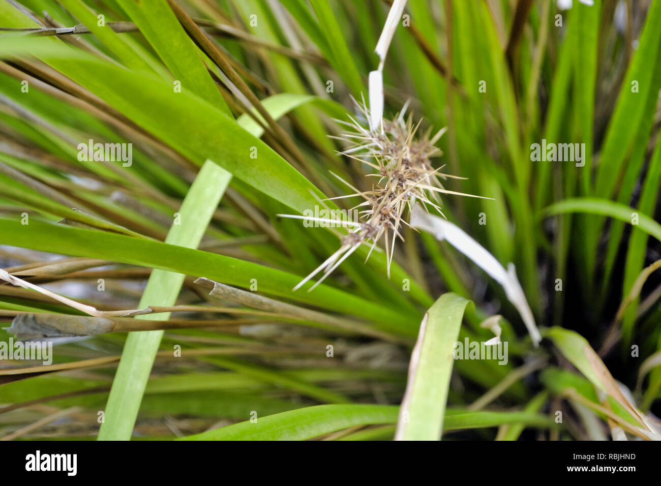 Lomandra Banque D'Images