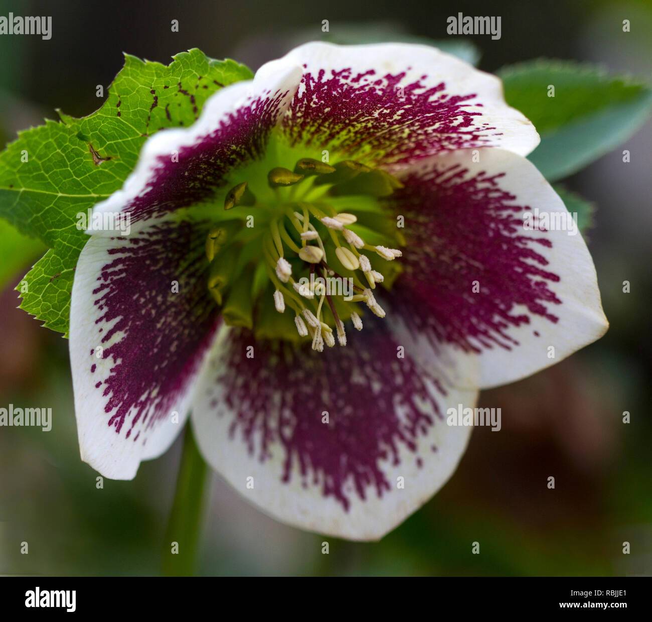 Helleborus x hybridus /Lenten Rose hybride Banque D'Images