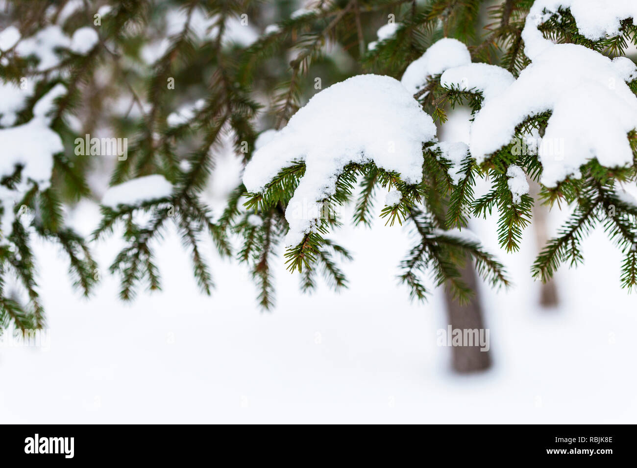 Sapin vert brunch avec des flocons de neige dans la forêt enneigée Banque D'Images