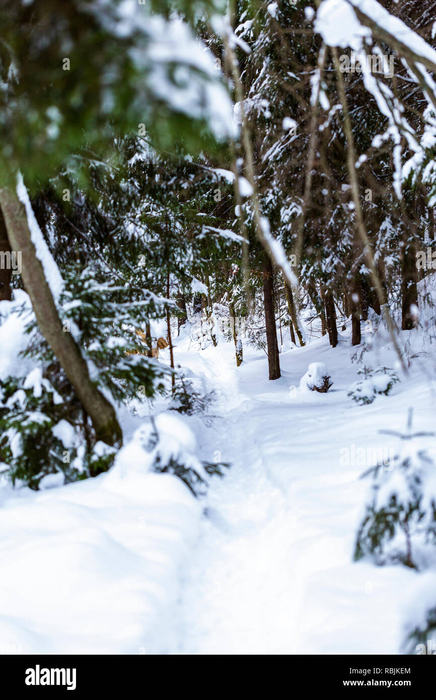 Beau sentier dans la neige couvert forestier russe Banque D'Images